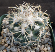 Load image into Gallery viewer, Coryphantha elephantidens