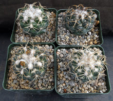 Load image into Gallery viewer, Coryphantha elephantidens