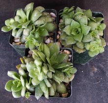 Load image into Gallery viewer, Crassula orbicularis