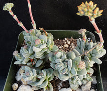 Load image into Gallery viewer, Crassula 'Fallwood'