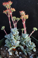 Load image into Gallery viewer, Crassula 'Fallwood'