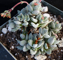 Load image into Gallery viewer, Crassula 'Fallwood'
