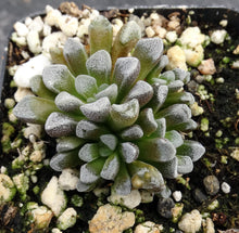 Load image into Gallery viewer, Crassula mesembrianthemopsis