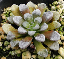 Load image into Gallery viewer, Crassula mesembrianthemopsis