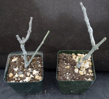 Load image into Gallery viewer, Cynanchum aphyllum *Uncommon Gray Form!*