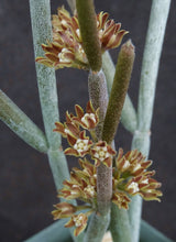 Load image into Gallery viewer, Cynanchum cf. socotranum (Sarcostemma)