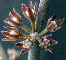 Load image into Gallery viewer, Cynanchum cf. socotranum (Sarcostemma)