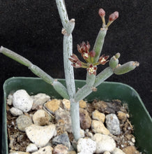 Load image into Gallery viewer, Cynanchum cf. socotranum (Sarcostemma)