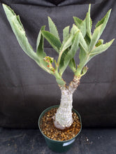 Load image into Gallery viewer, Cyphostemma juttae *Big Plant!*