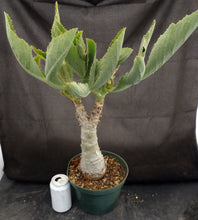 Load image into Gallery viewer, Cyphostemma juttae *Big Plant!*