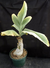 Load image into Gallery viewer, Cyphostemma juttae *Big Plant!* 5" diameter base! (B)
