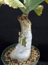 Load image into Gallery viewer, Cyphostemma juttae *Big Plant!* 5" diameter base! (B)