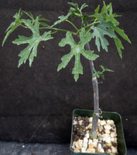 Load image into Gallery viewer, Cissus tuberosus
