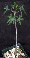 Load image into Gallery viewer, Cissus tuberosus