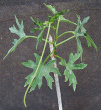 Load image into Gallery viewer, Cissus tuberosus
