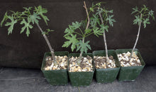 Load image into Gallery viewer, Cissus tuberosus