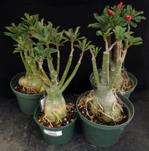 Load image into Gallery viewer, Adenium &#39;Dang Bilay&#39; *Big Plant!* Grafted hybrid *CLEARANCE SALE*
