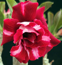 Load image into Gallery viewer, Adenium &#39;Dang Bilay&#39; *Big Plant!* Grafted hybrid *CLEARANCE SALE*
