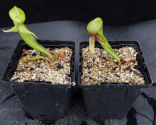 Load image into Gallery viewer, Darlingtonia californica