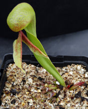 Load image into Gallery viewer, Darlingtonia californica