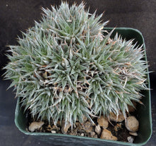 Load image into Gallery viewer, Deuterocohnia brevifolia *Miniature Clumping Bromeliad*