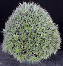Load image into Gallery viewer, Deuterocohnia brevifolia *Miniature Clumping Bromeliad*