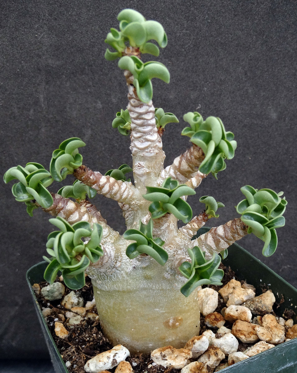 Adenium arabicum 'Dorset Horn' (DHA) – Kyle's Plants Adenium arabicum 'Dorset Horn' (DHA) – Kyle's Plants