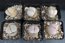 Load image into Gallery viewer, Dinteranthus wilmotianus *Purple polka dot egg plant!*