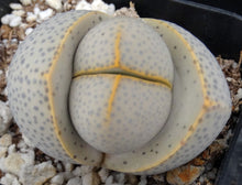 Load image into Gallery viewer, Dinteranthus wilmotianus *Purple polka dot egg plant!*