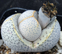 Load image into Gallery viewer, Dinteranthus wilmotianus *Purple polka dot egg plant!*