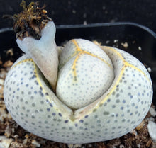 Load image into Gallery viewer, Dinteranthus wilmotianus *Purple polka dot egg plant!*