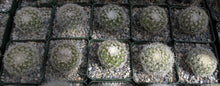 Load image into Gallery viewer, Discocactus araneispinus