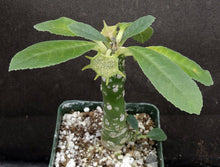 Load image into Gallery viewer, Dorsteinia foetida