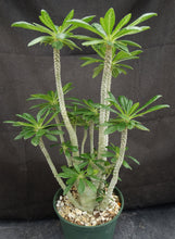 Load image into Gallery viewer, Dorsteinia gigas *Big Plant*