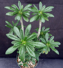 Load image into Gallery viewer, Dorsteinia gigas *Big Plant*