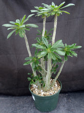 Load image into Gallery viewer, Dorsteinia gigas *Big Plant*