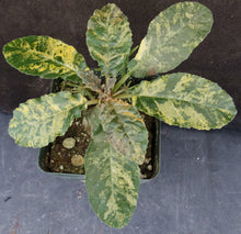 Load image into Gallery viewer, Dorsteinia foetida 'variegata' Variegated