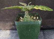Load image into Gallery viewer, Dorsteinia foetida 'variegata' Variegated