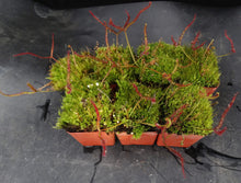 Load image into Gallery viewer, Drosera binata