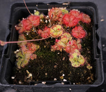 Load image into Gallery viewer, Drosera burmanii *Big Clump*