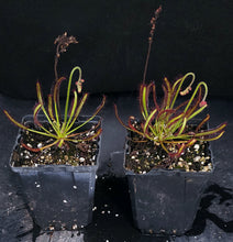 Load image into Gallery viewer, Drosera capensis