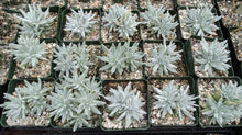 Load image into Gallery viewer, Dudleya gnoma