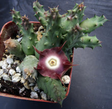 Load image into Gallery viewer, Duvalia pillansii *Eyeball Flower Stapeliad*