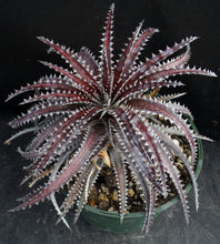 Load image into Gallery viewer, Dyckia Original Hybrid *Big Plant*