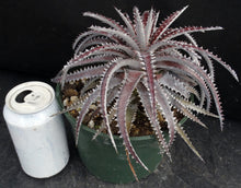 Load image into Gallery viewer, Dyckia Original Hybrid *Big Plant*