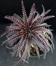 Load image into Gallery viewer, Dyckia Original Hybrid *Big Plant*