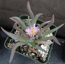 Load image into Gallery viewer, Ebracteola wilmaniae