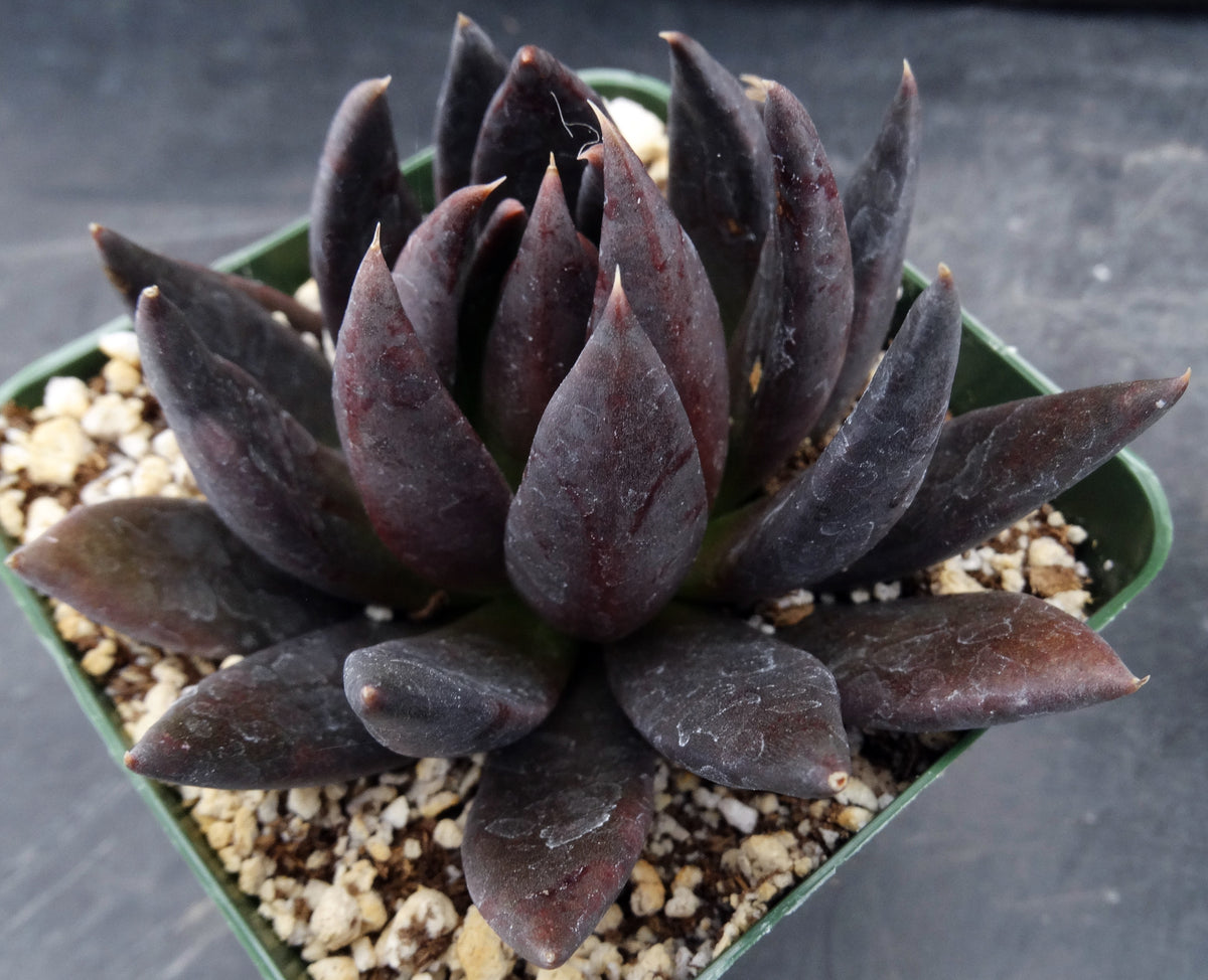 black knight succulent propagation Echeveria 'Black Knight' – Kyle's Plants
