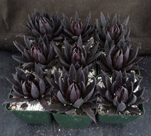 Load image into Gallery viewer, Echeveria 'Black Knight'