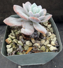 Load image into Gallery viewer, Echeveria laui